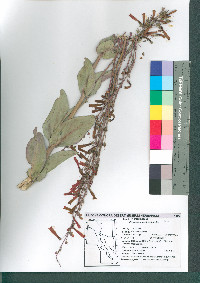 Penstemon centranthifolius image