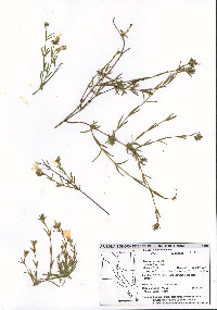 Phlox tenuifolia image