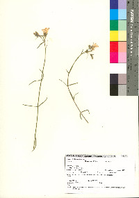 Phlox tenuifolia image