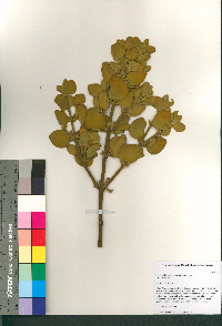 Phoradendron leucarpum subsp. tomentosum image