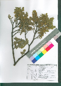 Phoradendron leucarpum subsp. tomentosum image