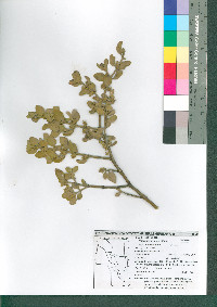 Phoradendron leucarpum subsp. tomentosum image