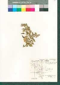 Physalis crassifolia image