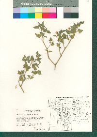 Physalis crassifolia image