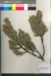 Pinus cembroides image