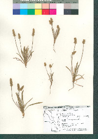 Plantago patagonica image