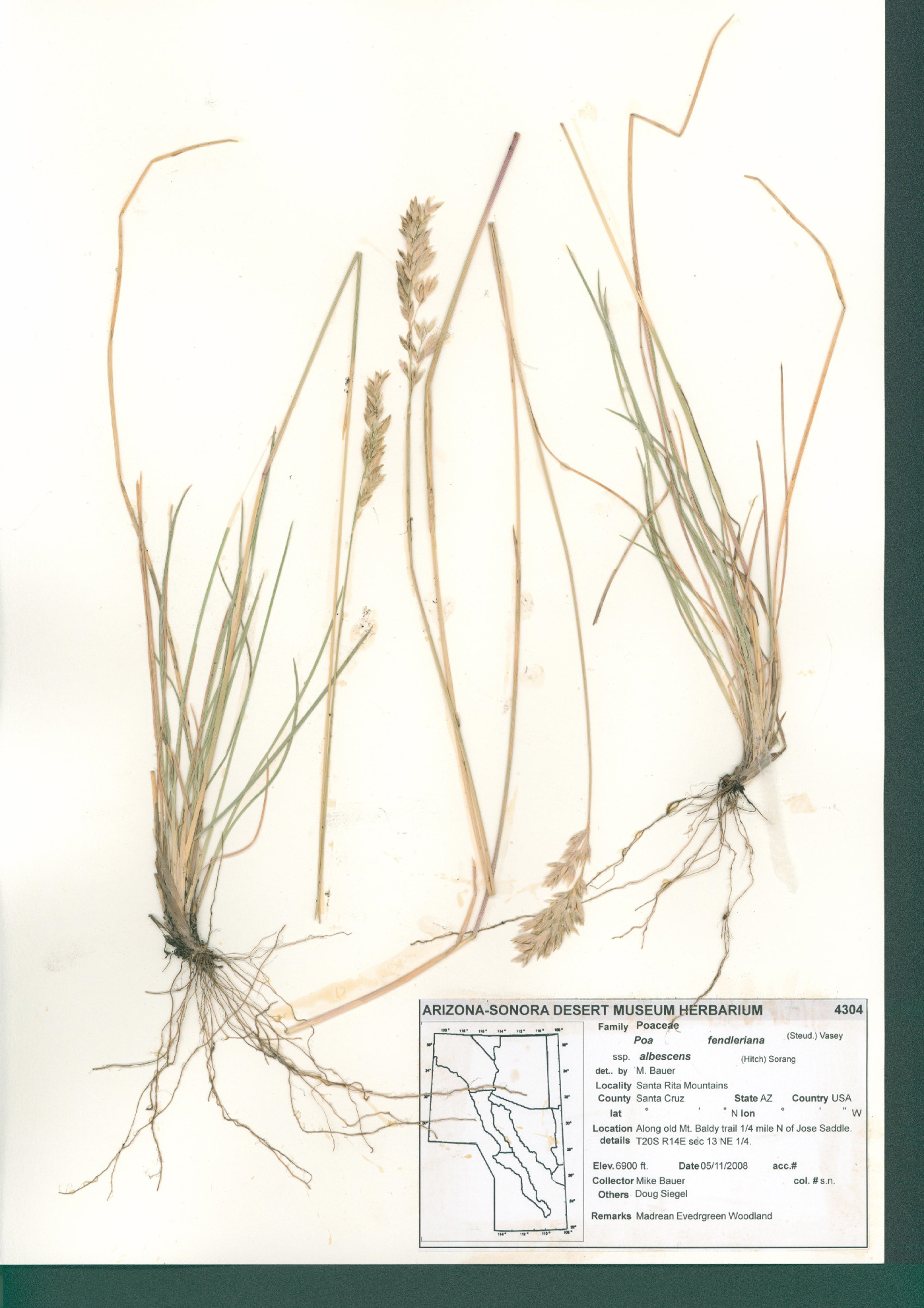 Poa fendleriana subsp. albescens image