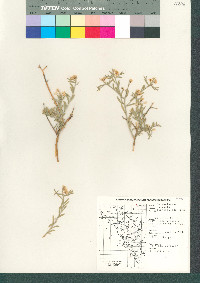 Rhinotropis acanthoclada image