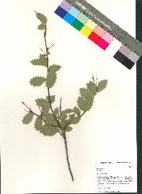 Quercus ajoensis image