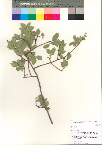 Quercus ajoensis image