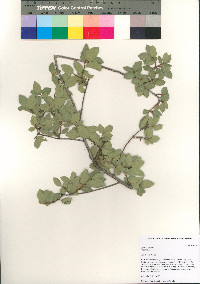 Quercus ajoensis image