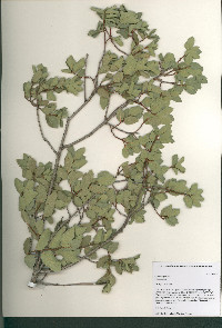 Quercus ajoensis image