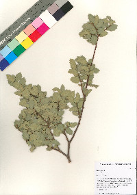 Quercus ajoensis image