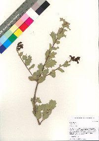 Quercus ajoensis image