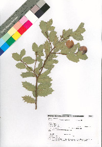 Quercus ajoensis image