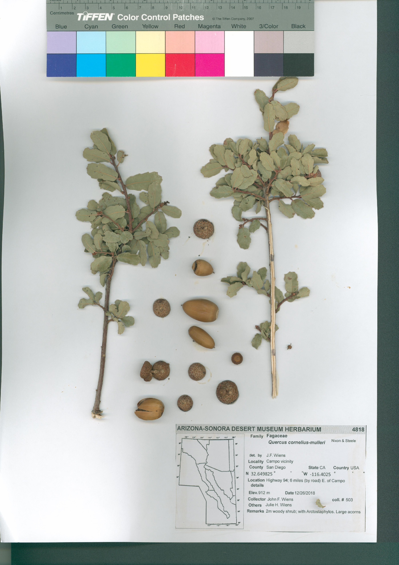 Quercus cornelius-mulleri image