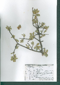 Quercus grisea image