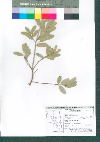 Quercus oblongifolia image