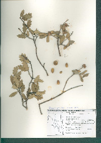 Quercus pungens image