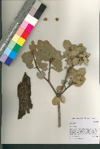 Quercus palmeri image