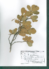 Quercus rugosa image