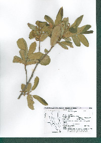 Quercus rugosa image