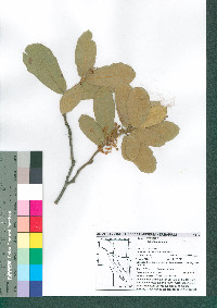 Quercus rugosa image