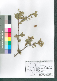 Quercus toumeyi image