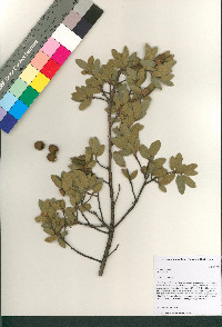 Quercus toumeyi image