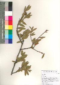 Quercus toumeyi image