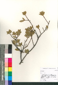 Quercus toumeyi image