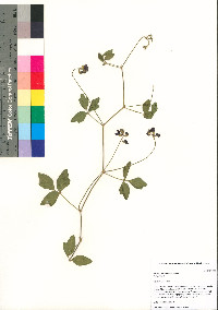 Rhynchosia senna var. texana image