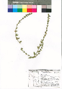 Sairocarpus nuttallianus image