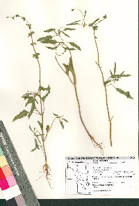 Salvia subincisa image