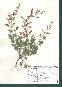 Salvia henryi image