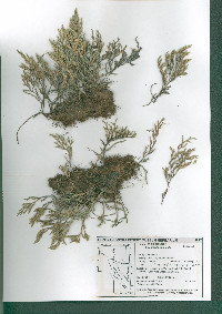 Selaginella rupincola image