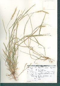 Setaria leucopila image