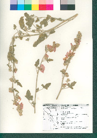 Sphaeralcea ambigua image