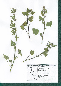 Sphaeralcea rusbyi subsp. gilensis image