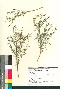 Stillingia linearifolia image