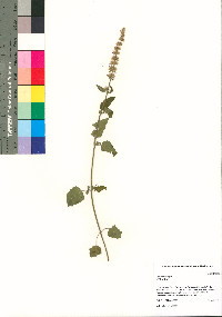 Agastache wrightii image