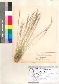 Aristida adscensionis image