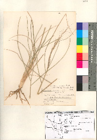 Aristida purpurea var. nealleyi image