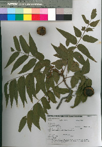 Juglans major image