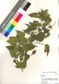 Morus microphylla image