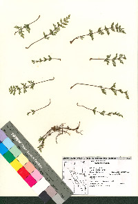 Myriopteris wrightii image