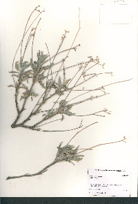 Parthenium argentatum image