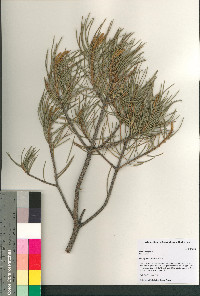 Pinus monophylla image