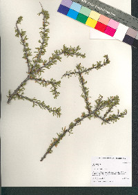 Prunus fasciculata image