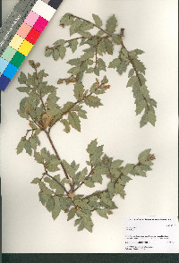 Quercus ajoensis image